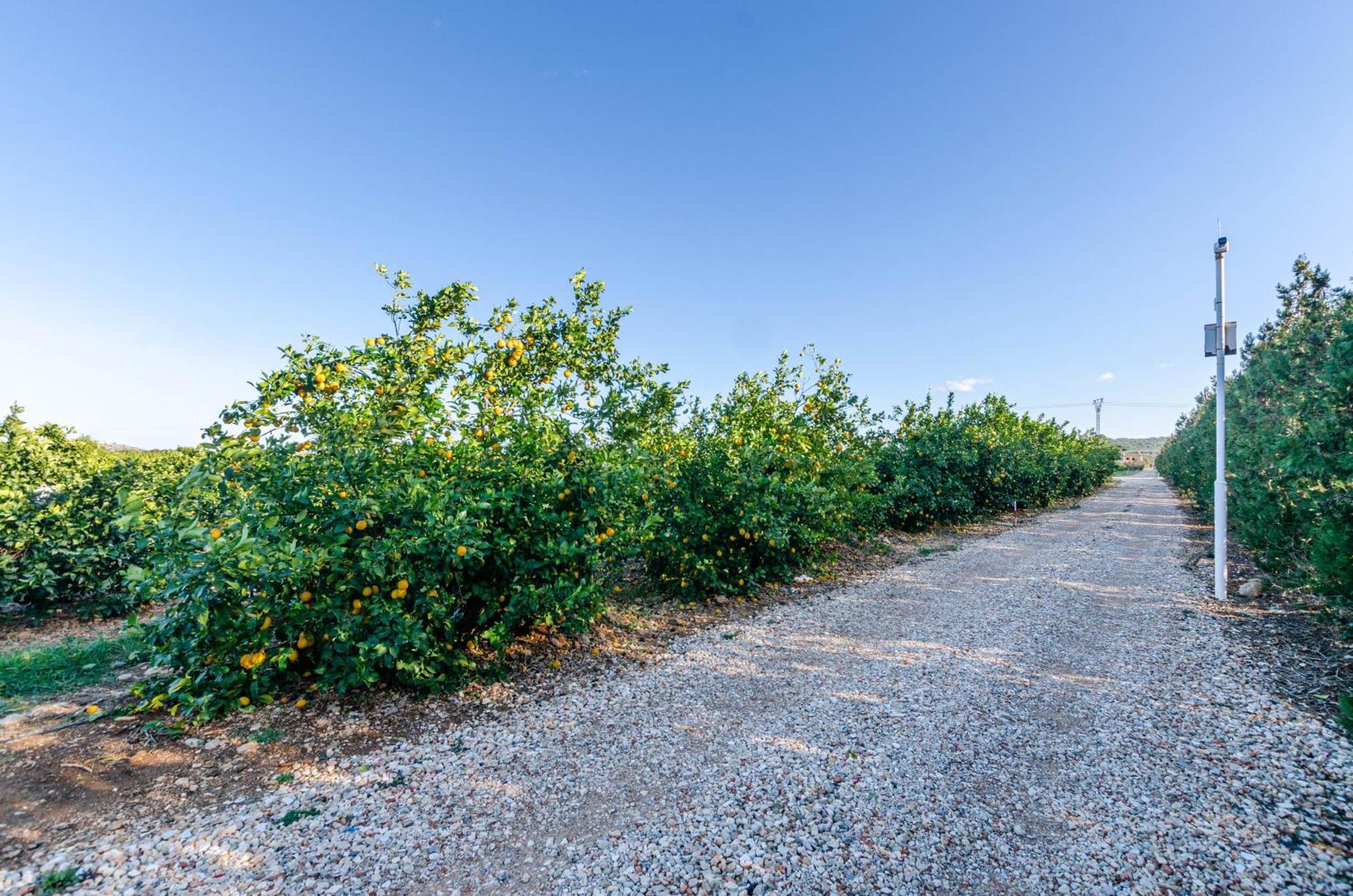 El Limonar De Mallorca - Agroturismo Ballerics Exterior photo