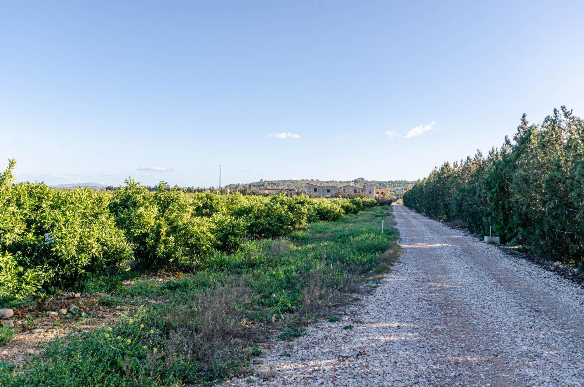 El Limonar De Mallorca - Agroturismo Ballerics Exterior photo